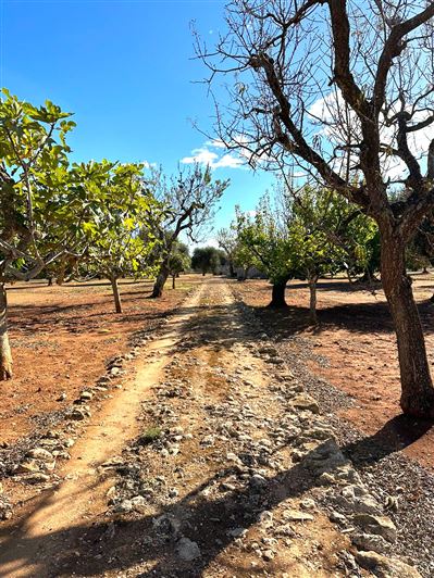 Image No.26-Propriété de 2 chambres à vendre à San Vito dei Normanni