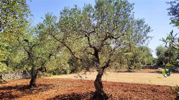 Image No.2-Propriété à vendre à Ostuni