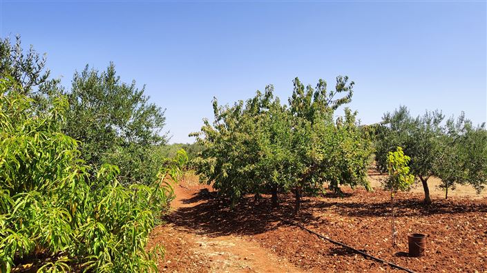 Image No.7-Propriété à vendre à Ostuni