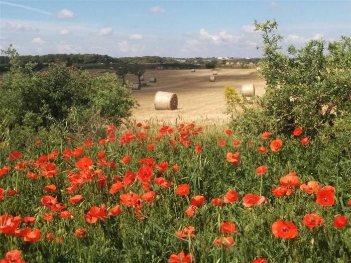 Image No.42-5 Bed Villa for sale