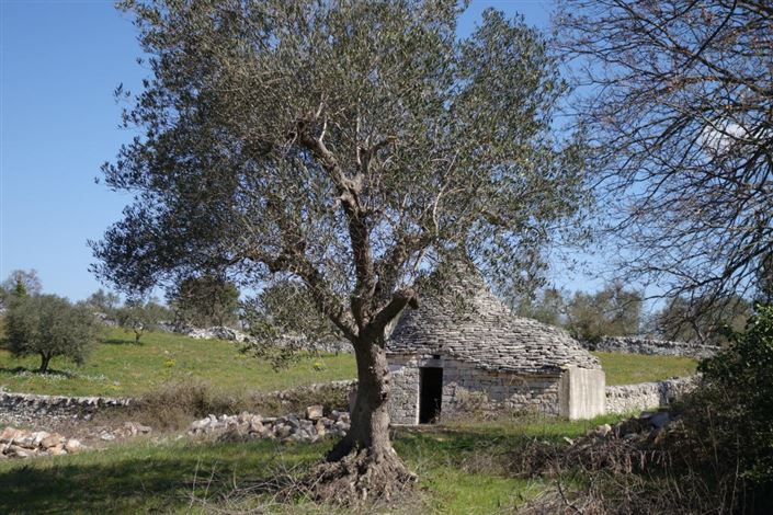 Image No.4-Propriété de 1 chambre à vendre à Alberobello