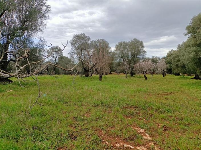 Image No.12-Propriété de 1 chambre à vendre à Ostuni