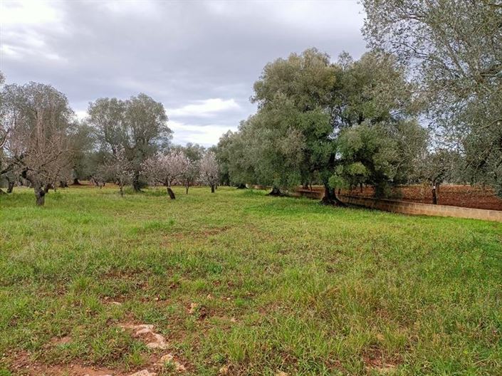 Image No.13-Propriété de 1 chambre à vendre à Ostuni