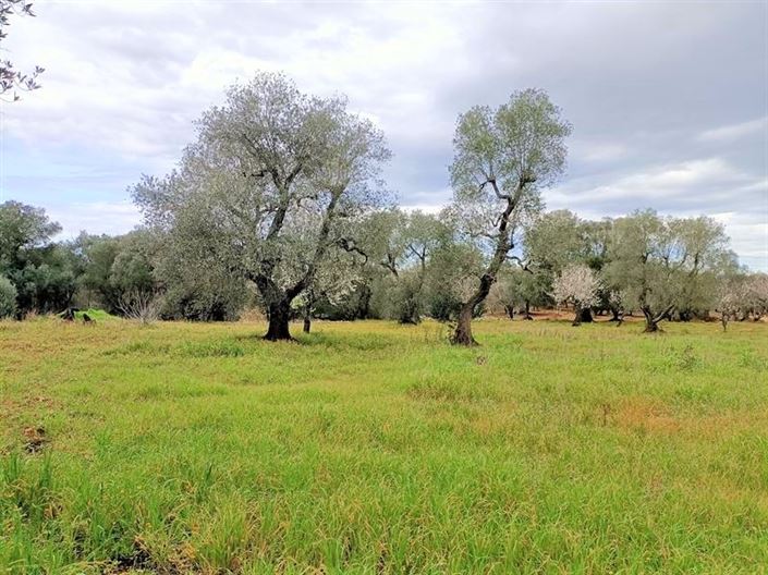 Image No.14-Propriété de 1 chambre à vendre à Ostuni