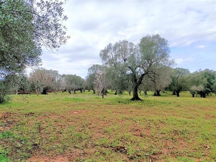 Image No.15-Propriété de 1 chambre à vendre à Ostuni