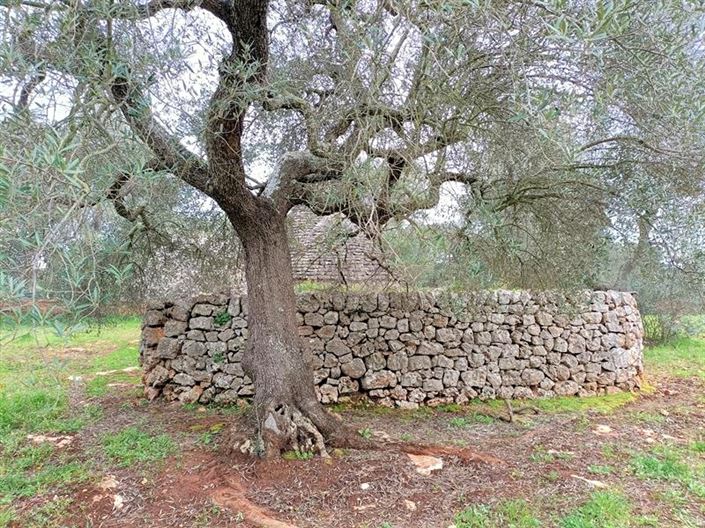 Image No.5-Propriété de 1 chambre à vendre à Ostuni