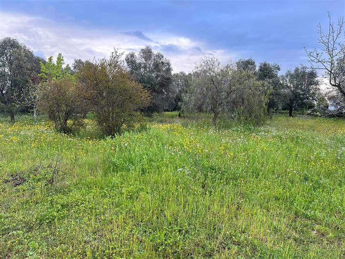 Image No.12-Propriété de 1 chambre à vendre à Carovigno