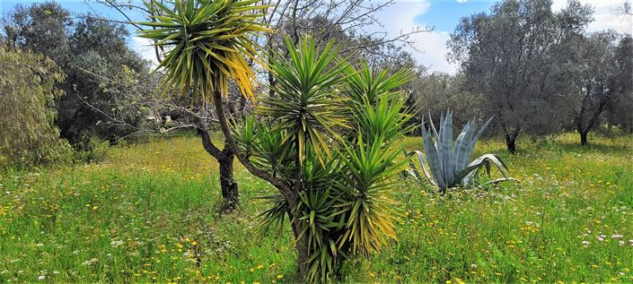 Image No.15-Propriété de 1 chambre à vendre à Carovigno