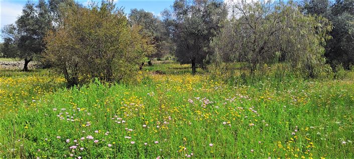 Image No.16-Propriété de 1 chambre à vendre à Carovigno