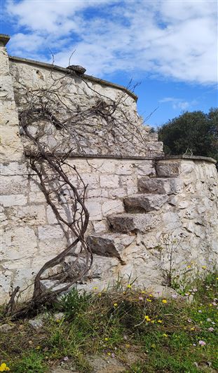 Image No.5-Propriété de 1 chambre à vendre à Carovigno