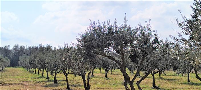 Image No.33-Propriété de 3 chambres à vendre à Mesagne