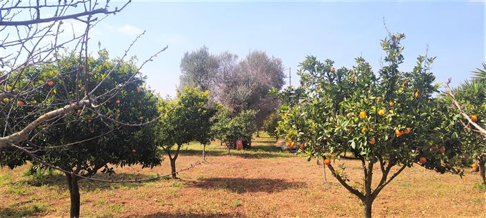 Image No.37-Propriété de 3 chambres à vendre à Mesagne