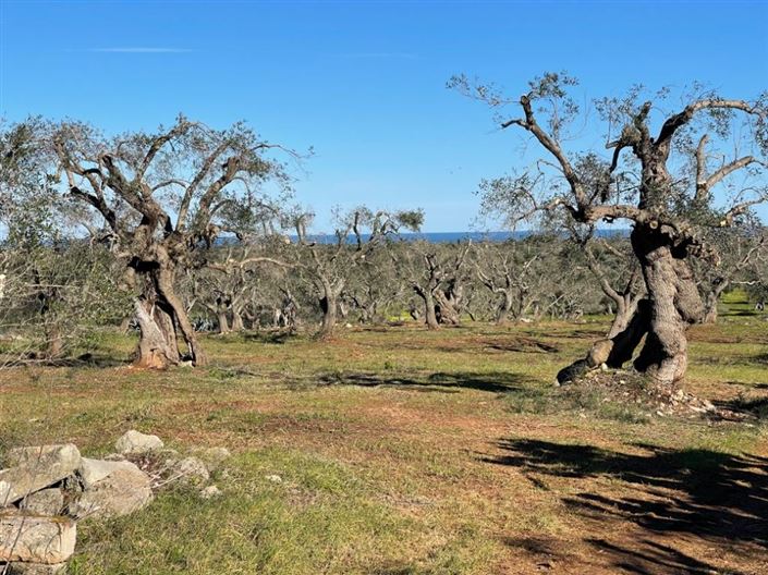 Image No.3-Propriété à vendre à San Vito dei Normanni