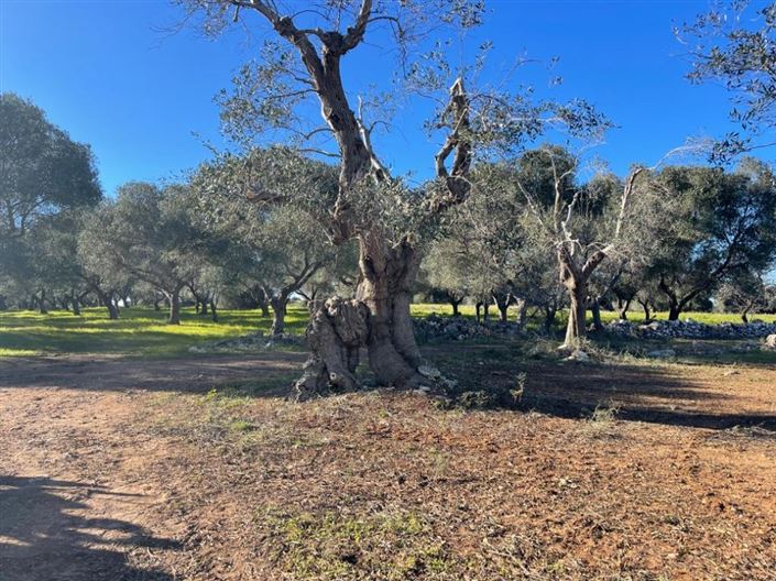 Image No.5-Propriété à vendre à San Vito dei Normanni