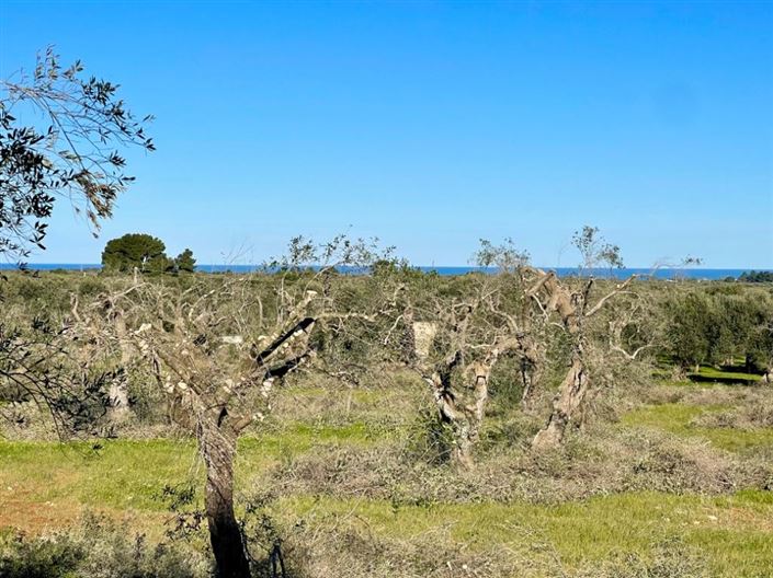 Image No.7-Propriété à vendre à San Vito dei Normanni
