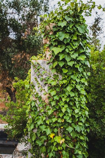 Image No.17-Propriété de 1 chambre à vendre à Ceglie Messapica