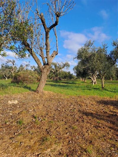 Image No.24-5 Bed Property for sale