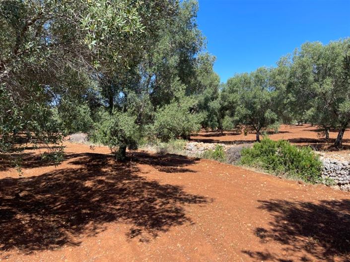 Image No.11-Propriété à vendre à Carovigno