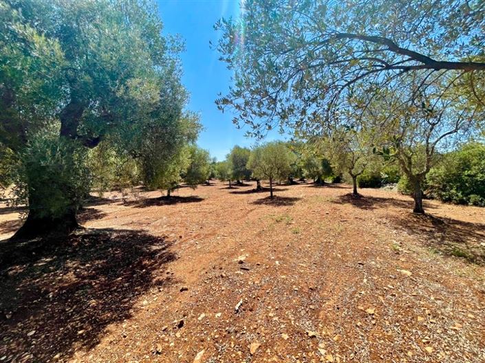 Image No.10-Propriété à vendre à Carovigno