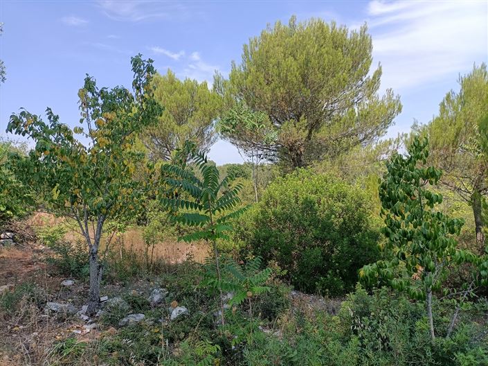 Image No.30-Propriété de 2 chambres à vendre à Ceglie Messapica