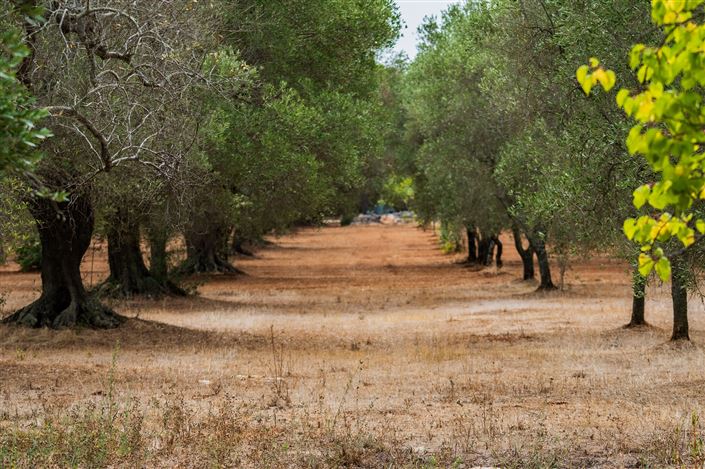 Image No.28-Propriété de 2 chambres à vendre à San Vito dei Normanni