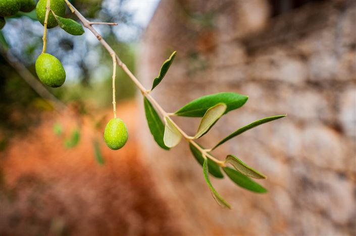 Image No.29-Propriété de 2 chambres à vendre à San Vito dei Normanni