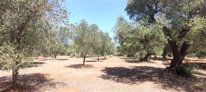 Image No.30-Propriété de 2 chambres à vendre à San Vito dei Normanni