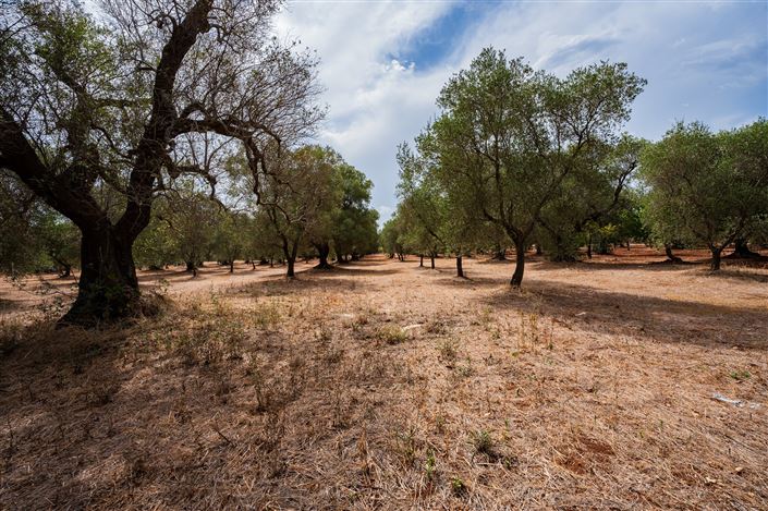Image No.36-Propriété de 2 chambres à vendre à San Vito dei Normanni