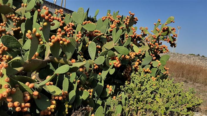 Image No.26-6 Bed Masseria for sale
