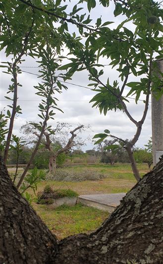 Image No.14-Propriété de 1 chambre à vendre à San Vito dei Normanni