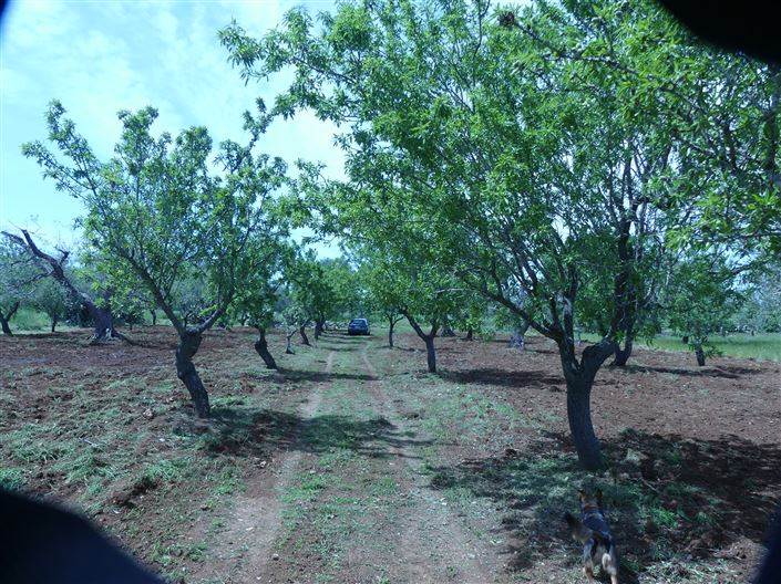 Image No.8-Propriété de 1 chambre à vendre à San Vito dei Normanni