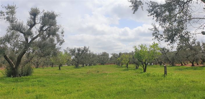 Image No.8-Propriété de 1 chambre à vendre à Latiano