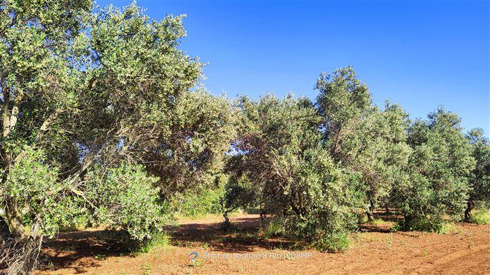 Image No.26-Villa de 4 chambres à vendre à Carovigno