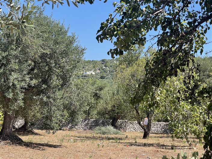 Image No.14-Propriété de 2 chambres à vendre à Ostuni