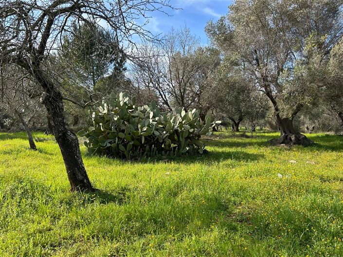 Image No.16-Propriété de 1 chambre à vendre à San Vito dei Normanni