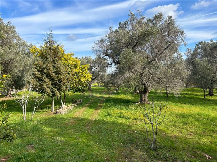 Image No.17-Propriété de 1 chambre à vendre à San Vito dei Normanni