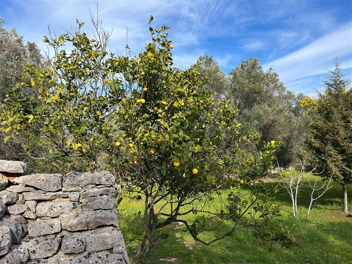 Image No.18-Propriété de 1 chambre à vendre à San Vito dei Normanni