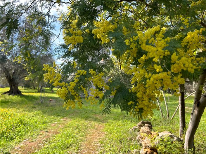 Image No.19-Propriété de 1 chambre à vendre à San Vito dei Normanni