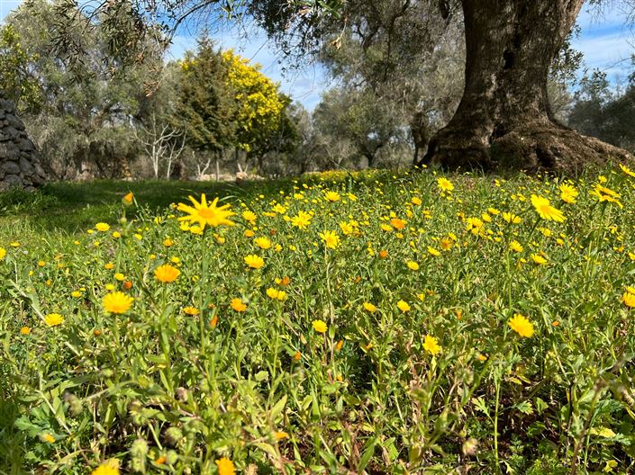 Image No.4-Propriété de 1 chambre à vendre à San Vito dei Normanni