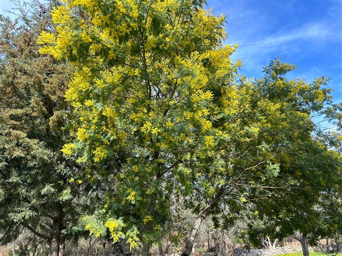 Image No.5-Propriété de 1 chambre à vendre à San Vito dei Normanni