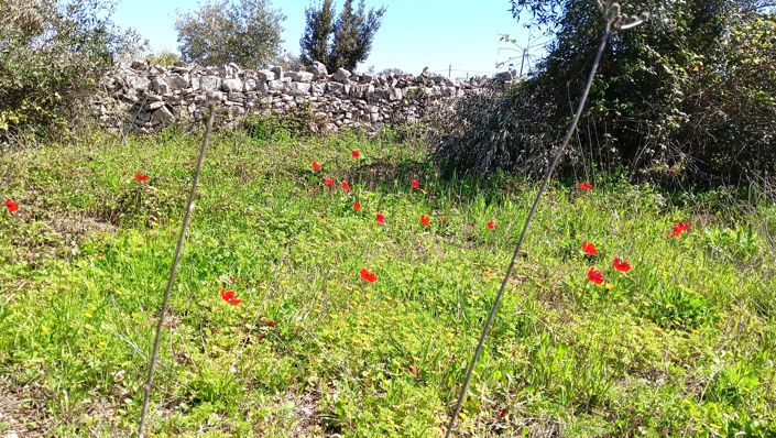 Image No.32-Propriété de 7 chambres à vendre à Locorotondo