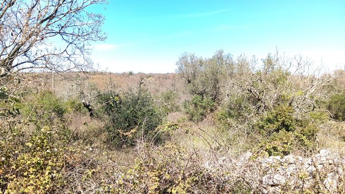 Image No.34-Propriété de 7 chambres à vendre à Locorotondo