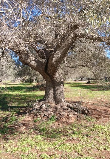 Image No.30-2 Bed Property for sale