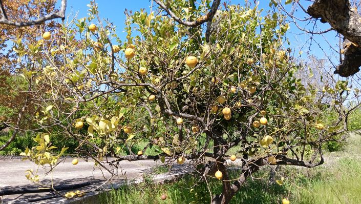 Image No.16-Propriété de 2 chambres à vendre à Oria