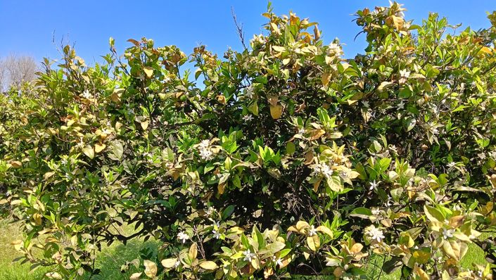 Image No.17-Propriété de 2 chambres à vendre à Oria