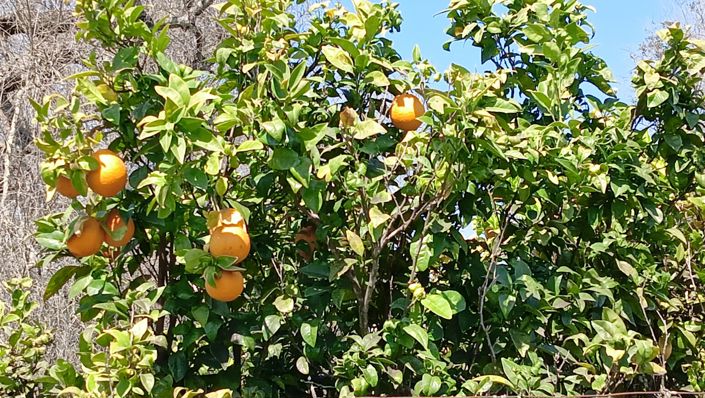 Image No.3-Propriété de 2 chambres à vendre à Oria