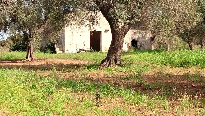 Image No.6-Propriété de 1 chambre à vendre à San Vito dei Normanni