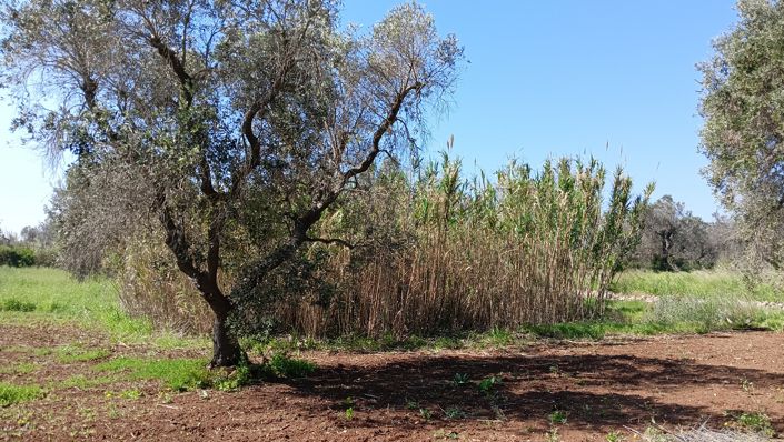 Image No.19-Propriété de 1 chambre à vendre à San Vito dei Normanni