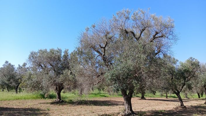 Image No.21-Propriété de 1 chambre à vendre à San Vito dei Normanni
