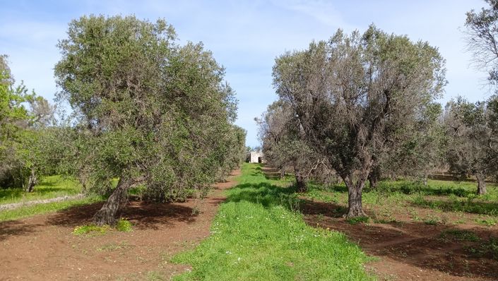 Image No.7-Propriété de 1 chambre à vendre à San Vito dei Normanni
